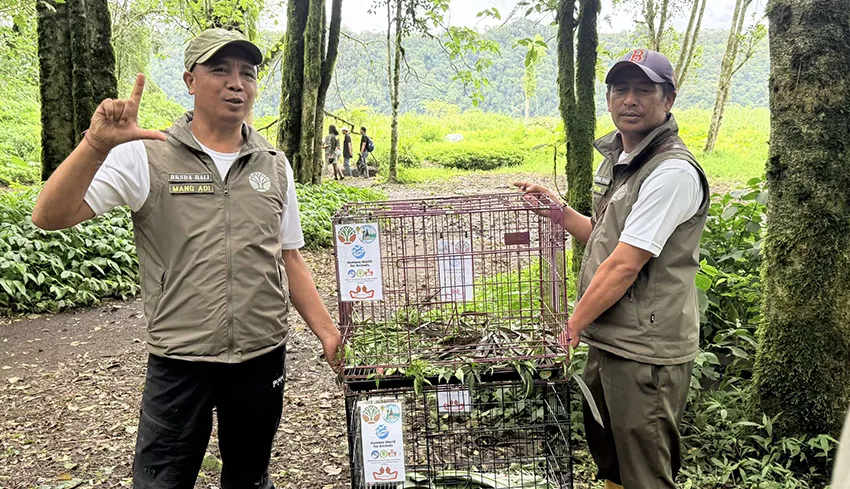 Delapan Satwa Dilindungi Kembali ke Habitat Asli di Bali Utara