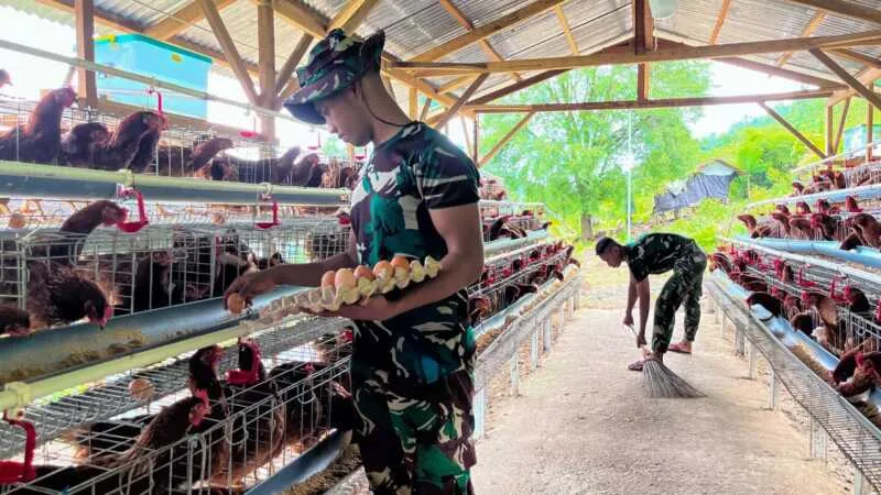 Prajurit Yonif TP 835/SYB Sukses Panen Telur Berkat Perawatan Optimal