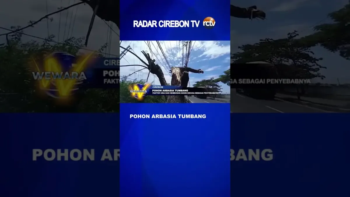 Pohon Arbasia Tumbang di Pantura, Tidak Ada Korban Jiwa