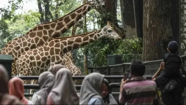 Taman Margasatwa Ragunan Tetap Buka Selama HUT Jakarta 2026