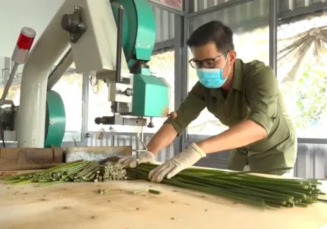 Inovasi Sedotan Ramah Lingkungan dari Rumput Teki oleh Bapak Phat