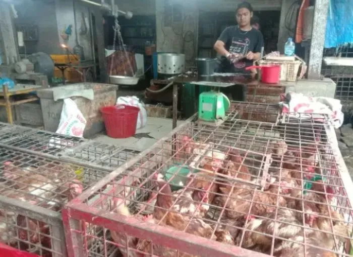 Harga Ayam Potong Melonjak di Balige Akibat Permintaan Dapur MBG