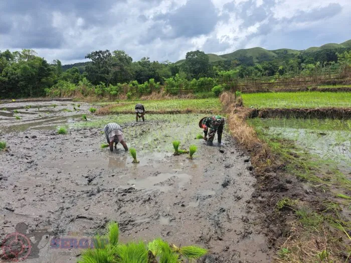 Babinsa Dukung Petani Tanam Padi untuk Ketahanan Pangan