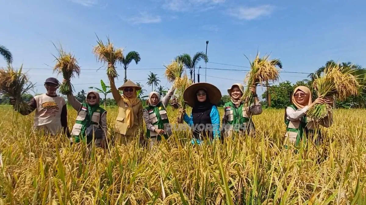 KWT Sehati Kalimiru Capai Produktivitas Padi di Atas 7 Ton per Hektare