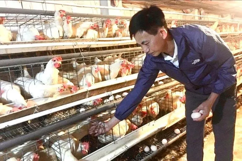 Inovasi Teknologi Tingkatkan Produktivitas Pertanian di Hai Phong