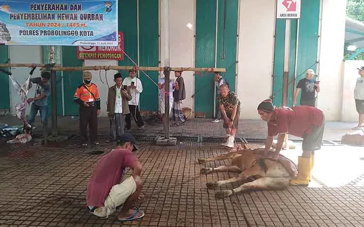 MUI Kota Probolinggo Pantau Penyembelihan Kurban di RPH
