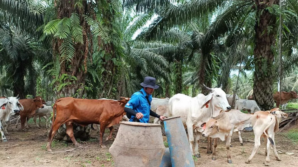 Riau Kembangkan Integrasi Sawit dan Sapi untuk Agroindustri Berkelanjutan