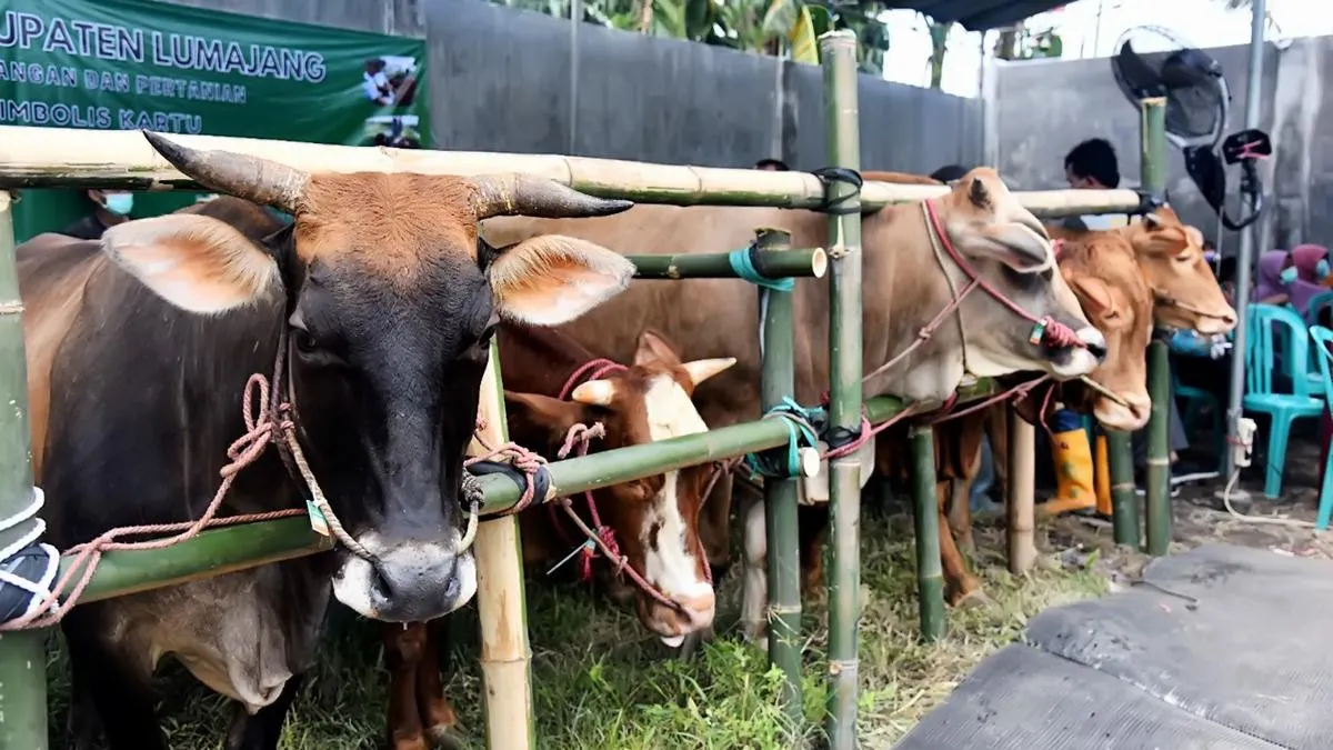 Qurban Asyik Luncurkan Aplikasi Terbaru untuk Permudah Pelayanan Kurban