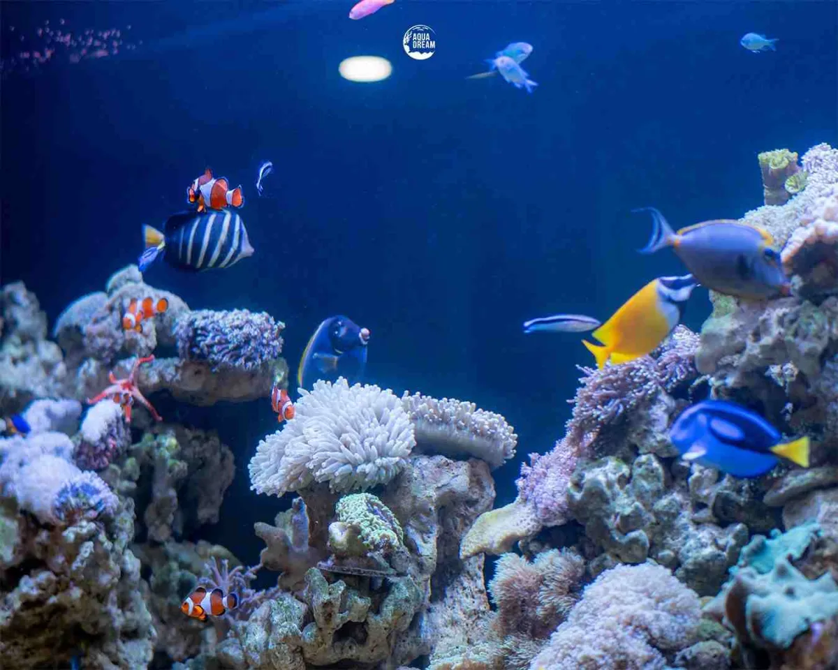 Aquadream Luncurkan Layanan Sewa Aquarium Terintegrasi