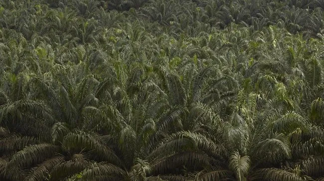 Serangga Penyerbuk Tanzania Tingkatkan Produktivitas Kelapa Sawit di RI