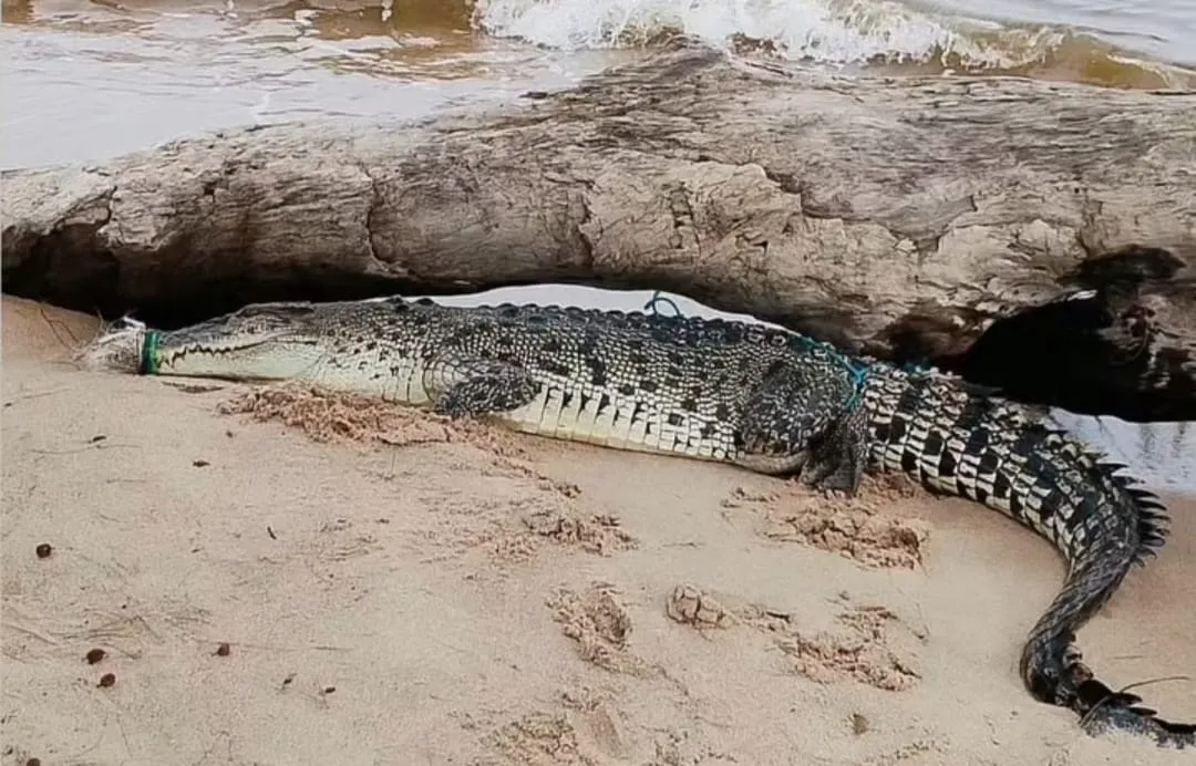 Buaya Terikat di Pantai Ujung Pandaran, Warga Cemas Saat Dilepas