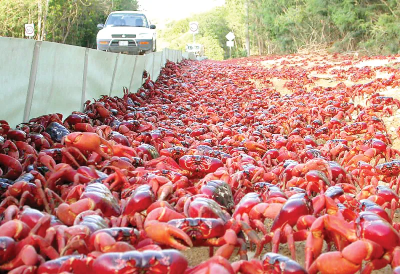 Ritual Migrasi Jutaan Kepiting Merah di Pulau Christmas