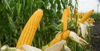 Jagung Jadi Fokus Pengembangan Selanjutnya di Berau