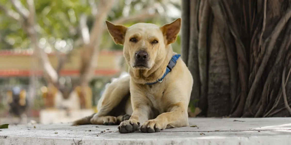 Pentingnya Memahami Perilaku Anjing sebagai Anggota Keluarga