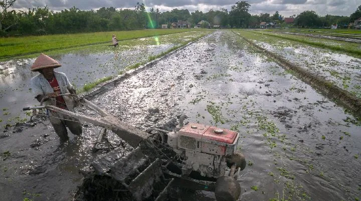 Penyusutan Lahan Sawah di Sleman Dampak Alih Fungsi ke Properti
