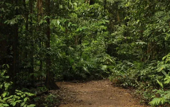 Hari Hutan Sedunia 2026: Menekankan Pentingnya Hutan bagi Ekonomi Global