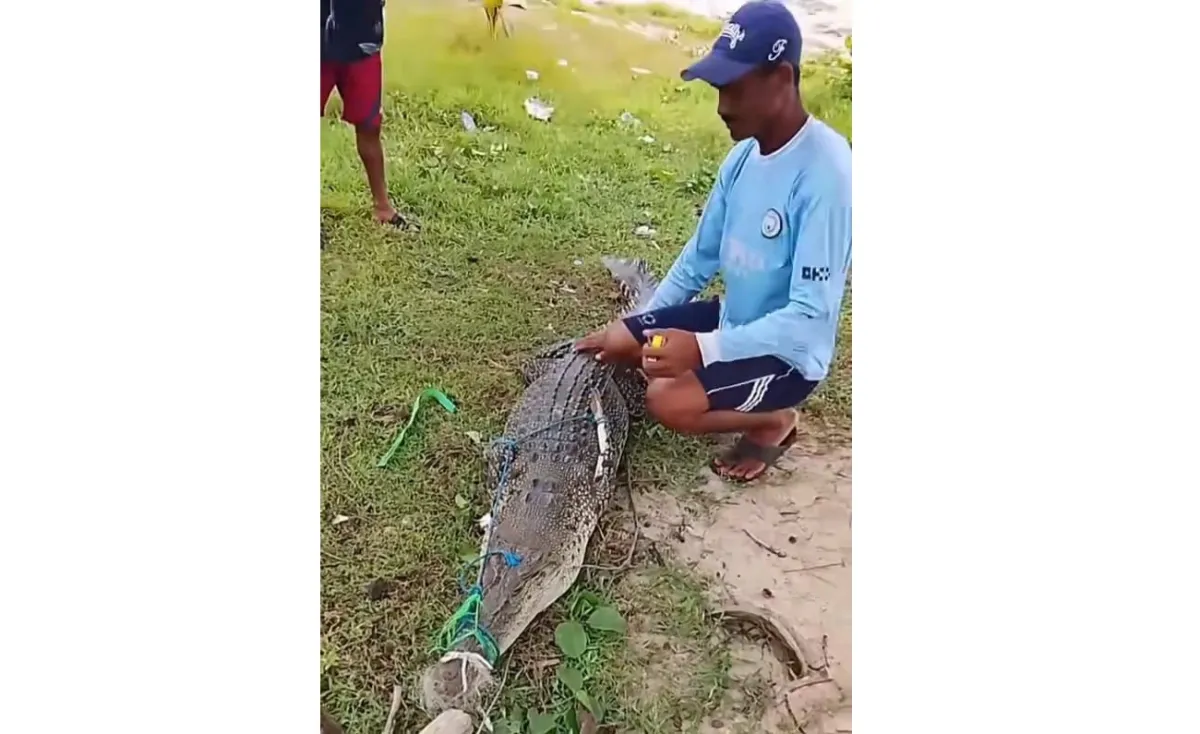 Warga Tangkap Buaya Muara di Pantai Ujung Pandaran