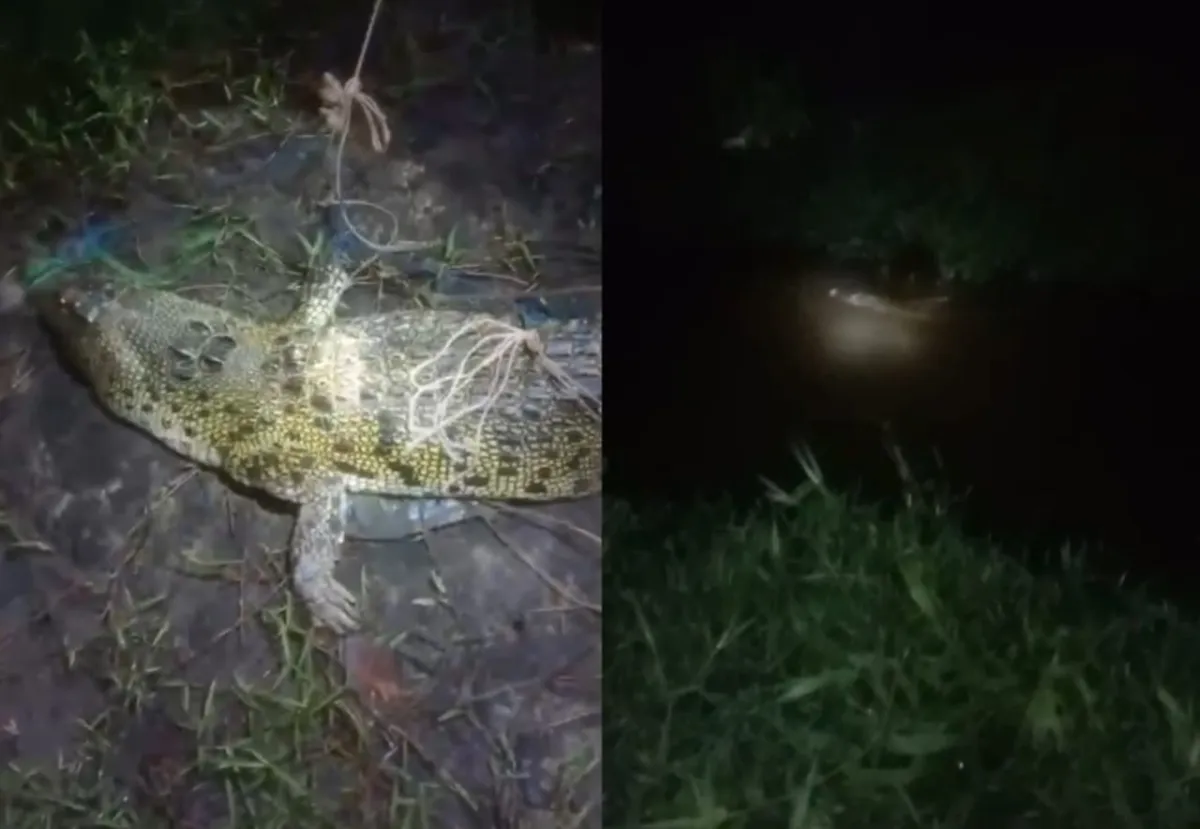 Warga Ujung Pandaran Lepas Buaya ke Sungai Karena Ketidakjelasan Penanganan