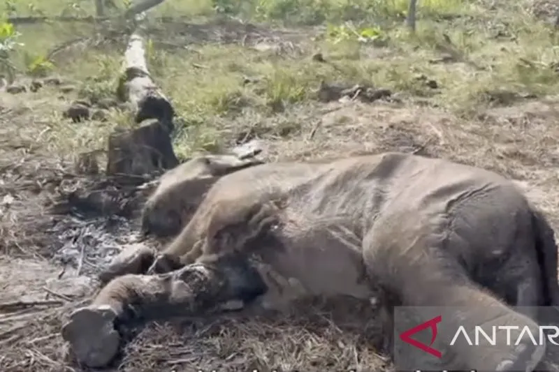 Anak Gajah Sumatera Ditemukan Mati di Taman Nasional Tesso Nilo