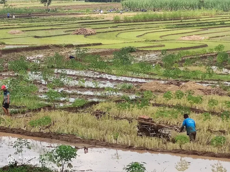 Keunikan Juwangi: Pasar Pisang Terbesar dan Stasiun Bersejarah di Boyolali