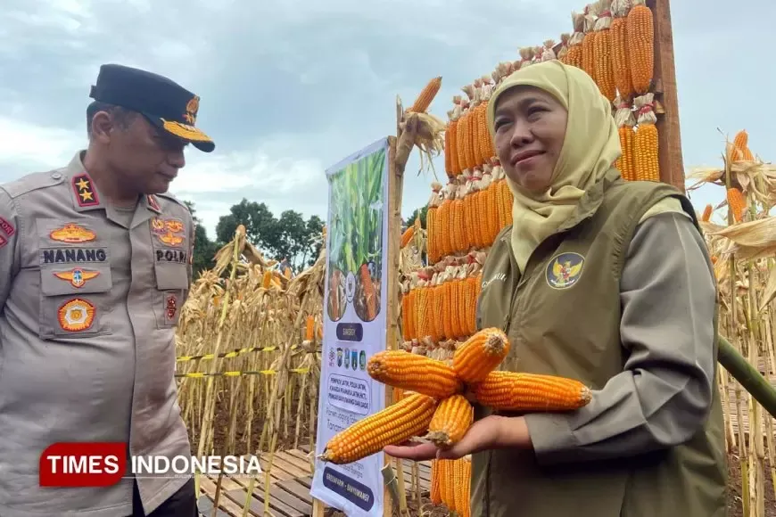 Banyuwangi Siap Jadi Pemasok Utama Jagung untuk Pakan Ternak Jatim