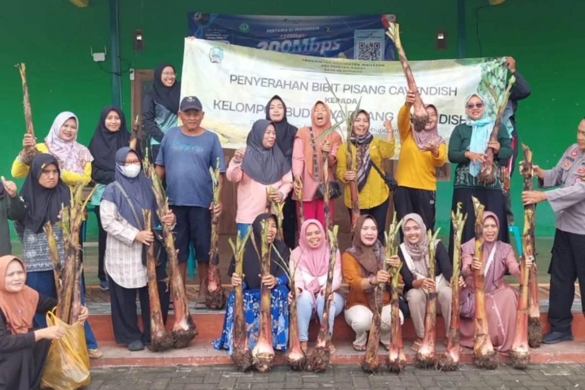 Desa Rejomulyo Didorong Menjadi Sentra Pisang Cavendish di Magetan