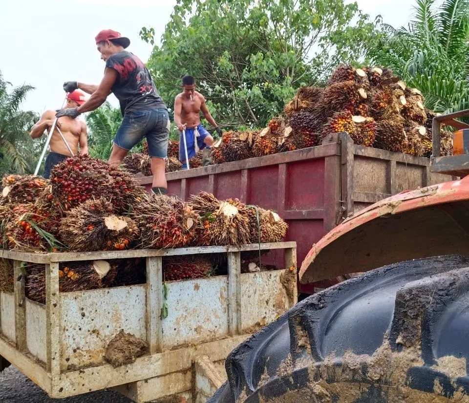 PT KLS Tegaskan Legalitas Perkebunan dan Lakukan Migrasi Perizinan ke OSS