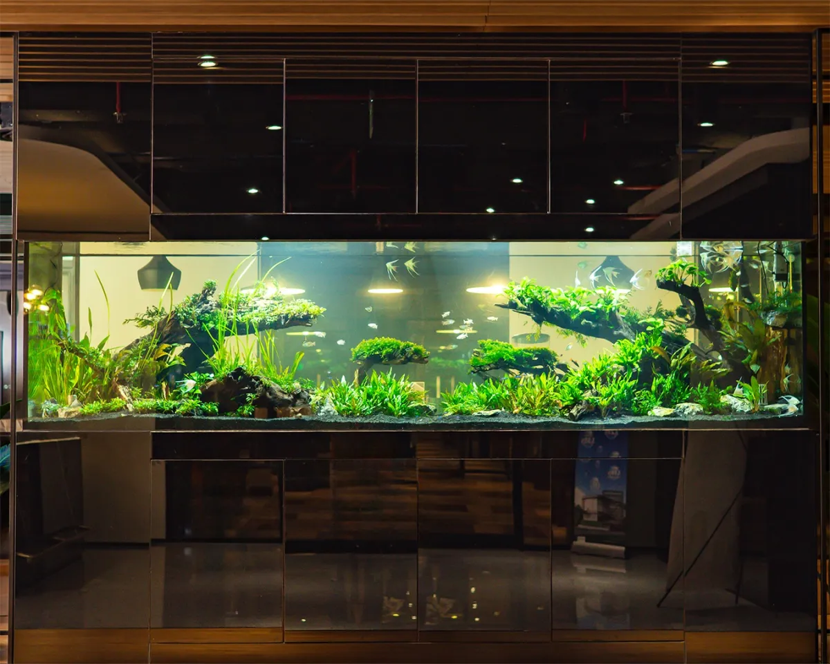 Akhirnya, Aquarium Jadi Solusi Meningkatkan Produktivitas Ruang Kerja di Jakarta