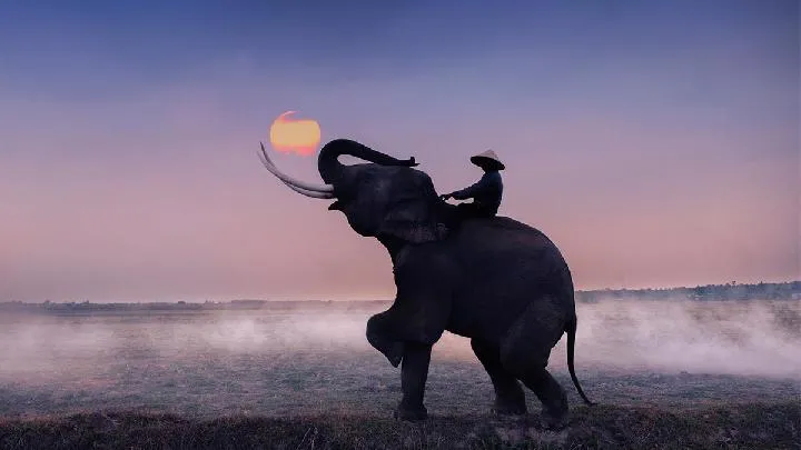 Indonesia Larang Wisata Menunggang Gajah, Fokus pada Konservasi dan Edukasi