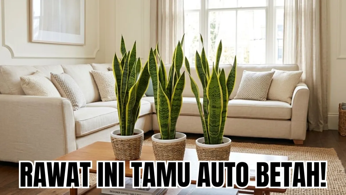 Rekomendasi Tanaman Hias untuk Ruang Tamu yang Bikin Tamu Betah