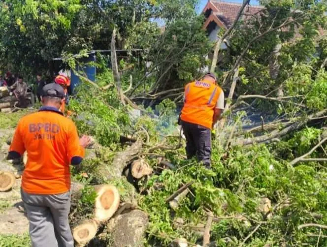 BPBD Malang Tangani Pohon Tumbang yang Ganggu Listrik dan Telekomunikasi