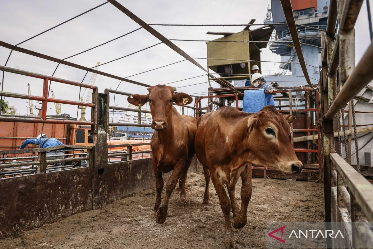 DPRD DKI Kritik Kebijakan Impor Sapi Australia yang Langgar UU Pangan
