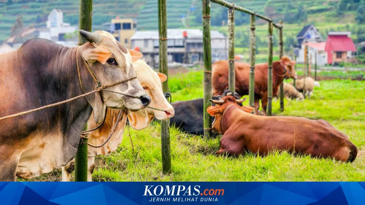 DPRD DKI Kritik Impor Sapi dari Australia, Soroti Produksi Dalam Negeri