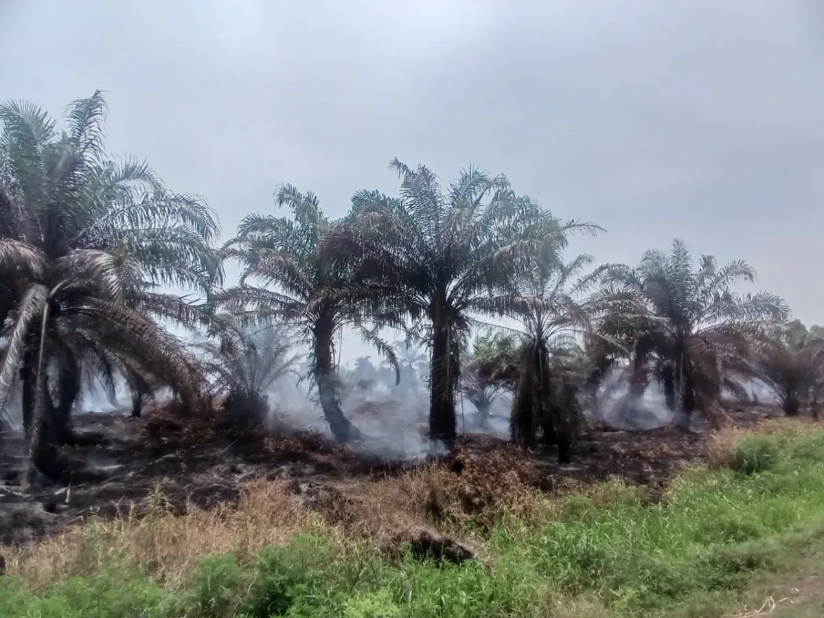 Kebakaran Lahan PT Nafasindo di Aceh Singkil Picu Kekhawatiran Warga