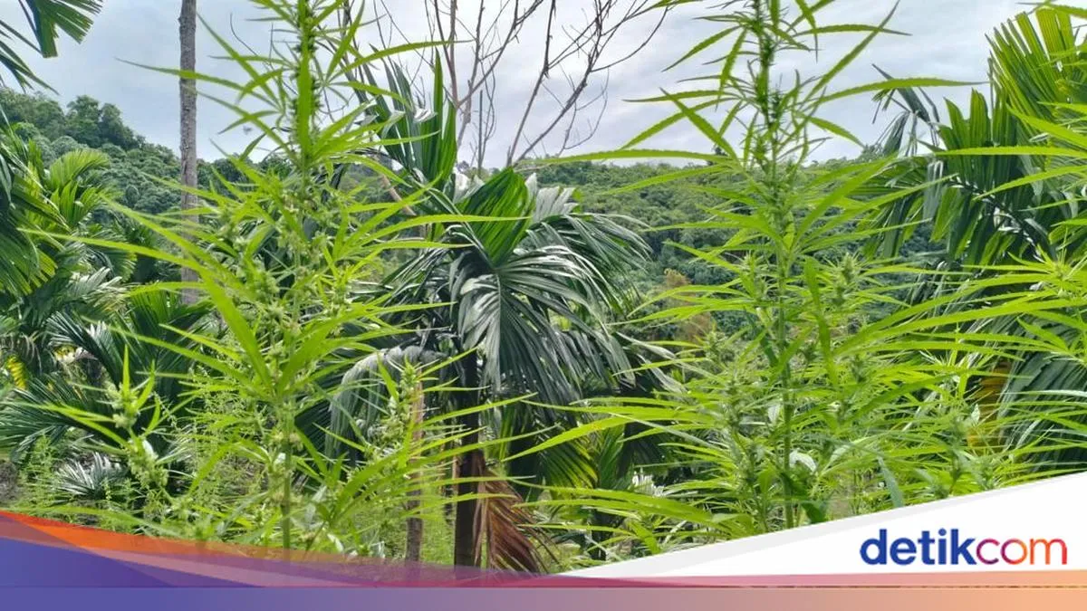 Raqan Ganja Medis Masuk Prolega 2026