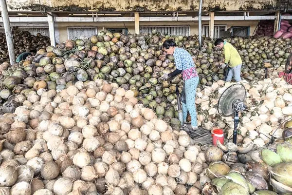 Pengembangan Industri Kelapa Berkelanjutan Menuju Pertanian Modern