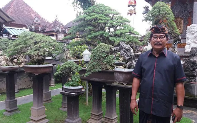 Bonsai Santigi Senilai Rp 360 Juta, Kebanggaan Pejabat Gianyar