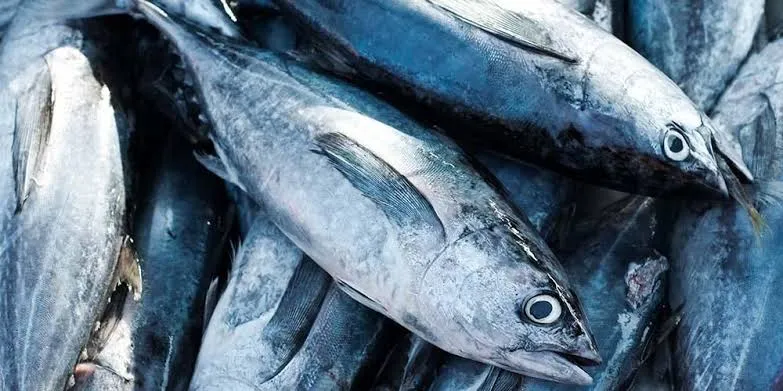 Ekspor Tuna Papua ke AS Dorong Ekonomi Lokal