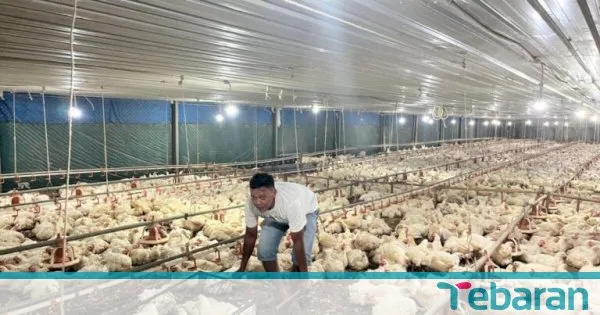 Kementan Dukung Perlindungan Peternak Nasional di Tengah Perdagangan Global