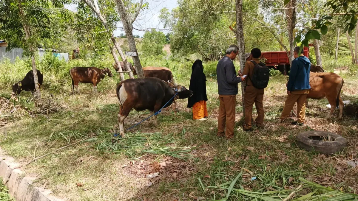 DKPP Nunukan Lakukan Pemantauan Terhadap Hewan Kurban Jelang Iduladha