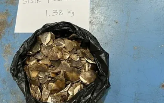 Gakkum Kehutanan Kalimantan Amankan Perdagangan Ilegal Sisik Trenggiling di Sintang