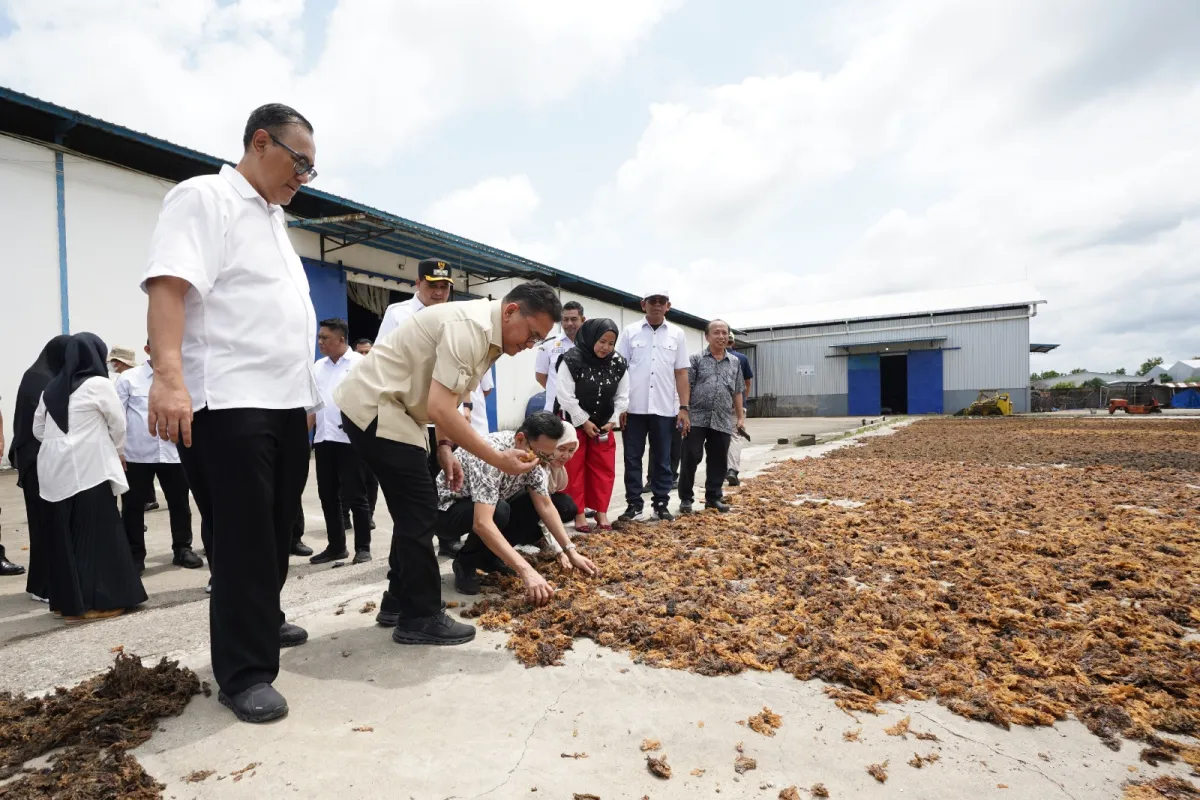 Kemendag Fasilitasi Ekspor 75 Ton Rumput Laut Senilai Rp1,7 Miliar ke Tiongkok