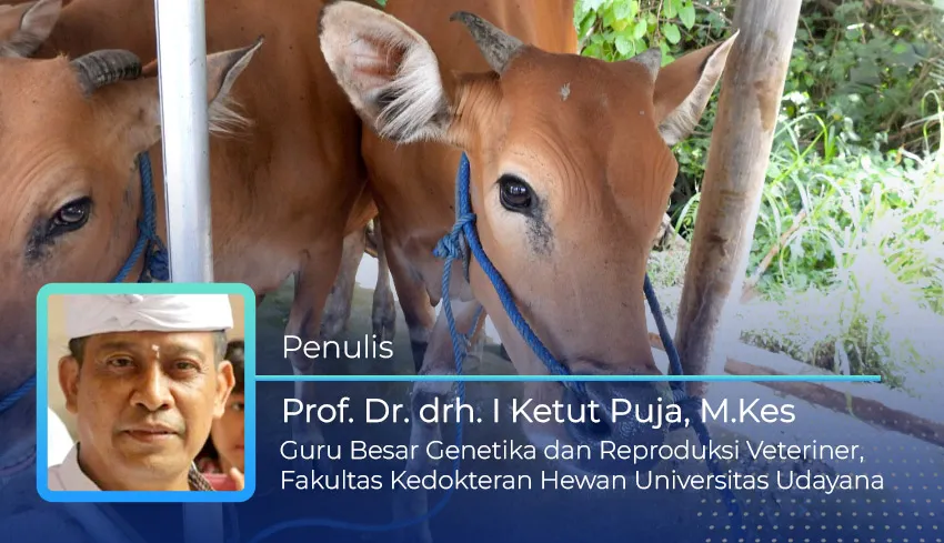 Pelestarian Sapi Bali: Tantangan dan Upaya Menghadapi Penurunan Populasi