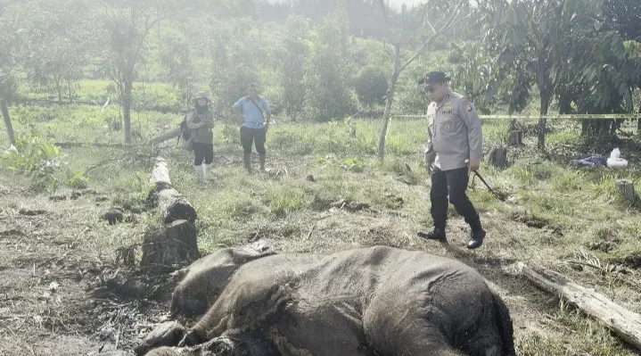 Anak Gajah Sumatera Ditemukan Mati di Taman Nasional Tesso Nilo