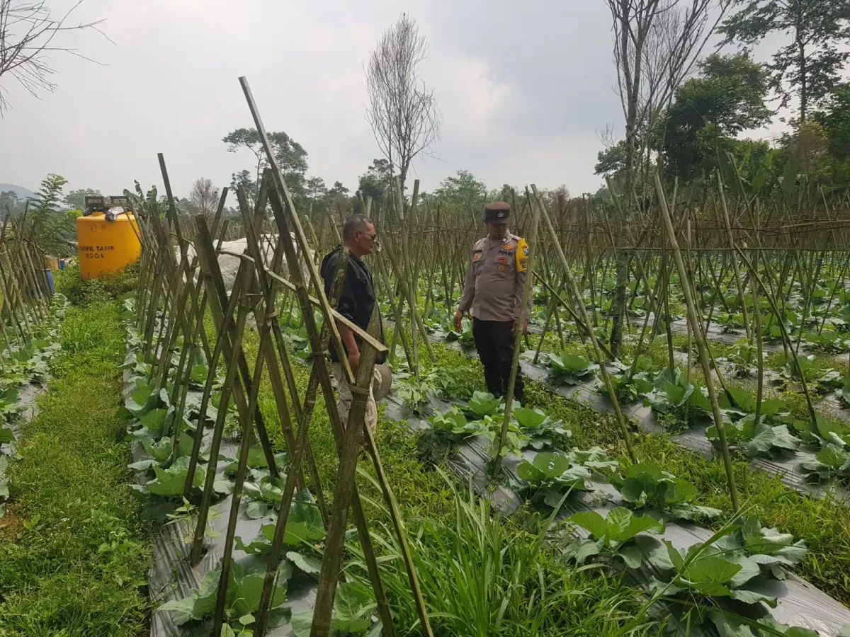 Polisi Pantau Perkembangan Tanaman Kubis di Desa Gendro