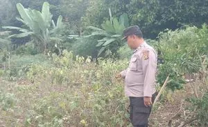 Polsek Mulak Ulu Dukung Kemandirian Pangan Melalui Program Pekarangan Bergizi