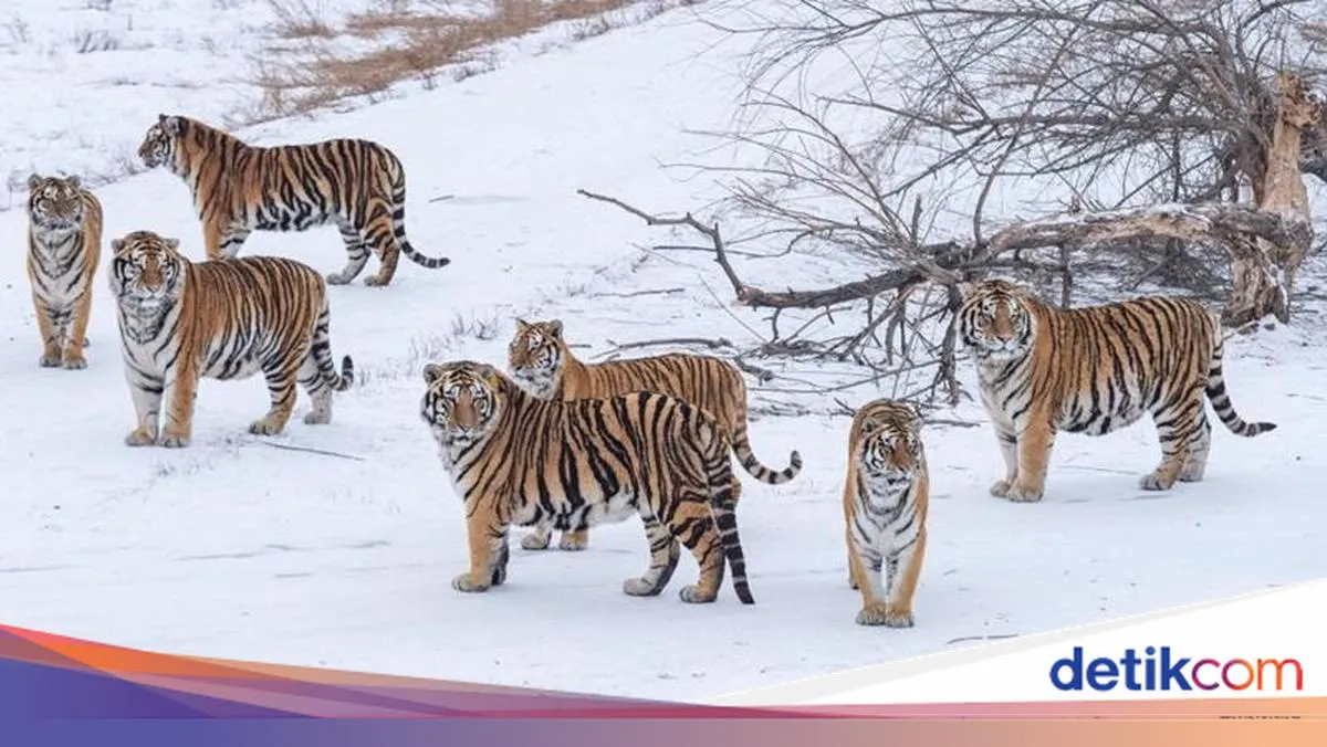 Harimau di China Diketahui Melakukan Puasa untuk Kesehatan