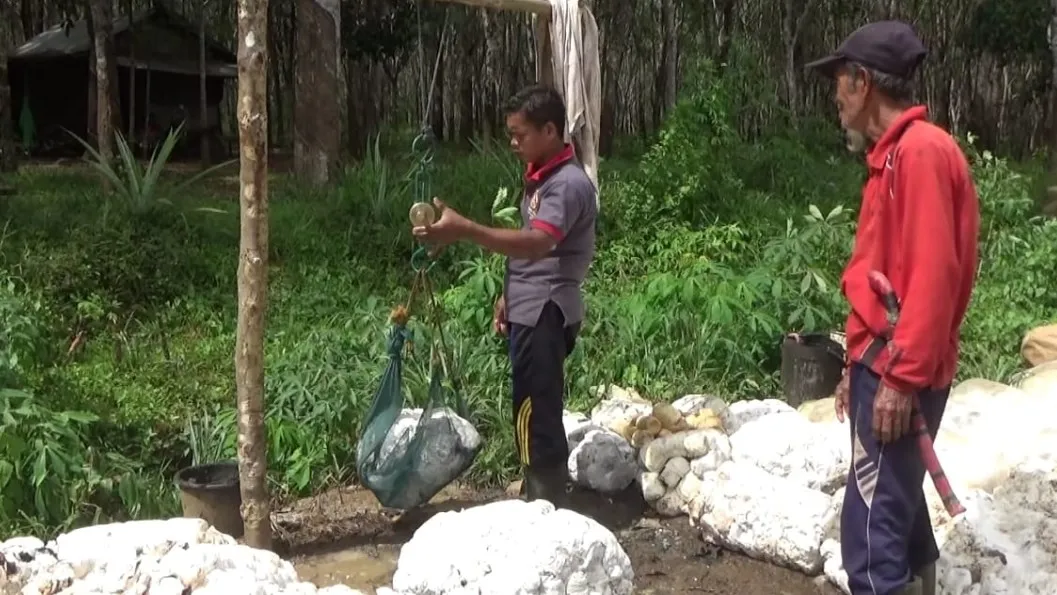 Program Bangsibun Bekaret Tingkatkan Kesejahteraan Petani Karet Kalsel