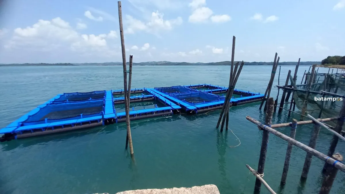 Ekspor Udang Vaname Batam Meningkat ke Singapura