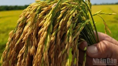 Meningkatkan Kualitas Beras Mekong Melalui Teknologi dan Pengelolaan Terpadu